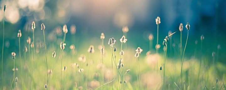 Partage Reiki
