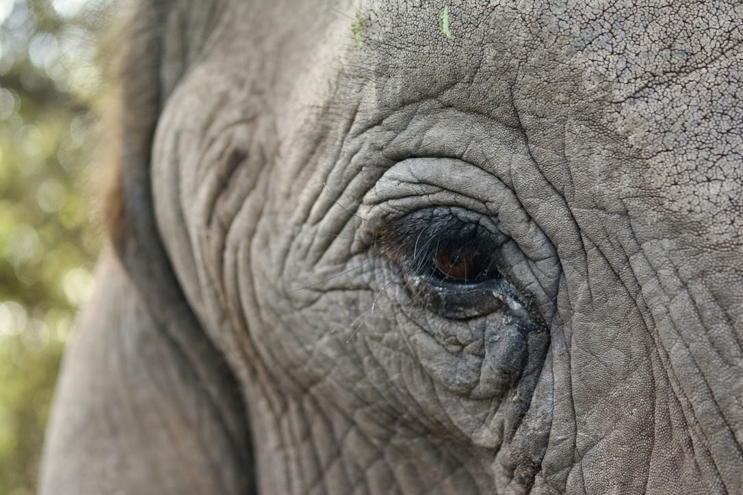 Yoga Avec Les Éléphants
