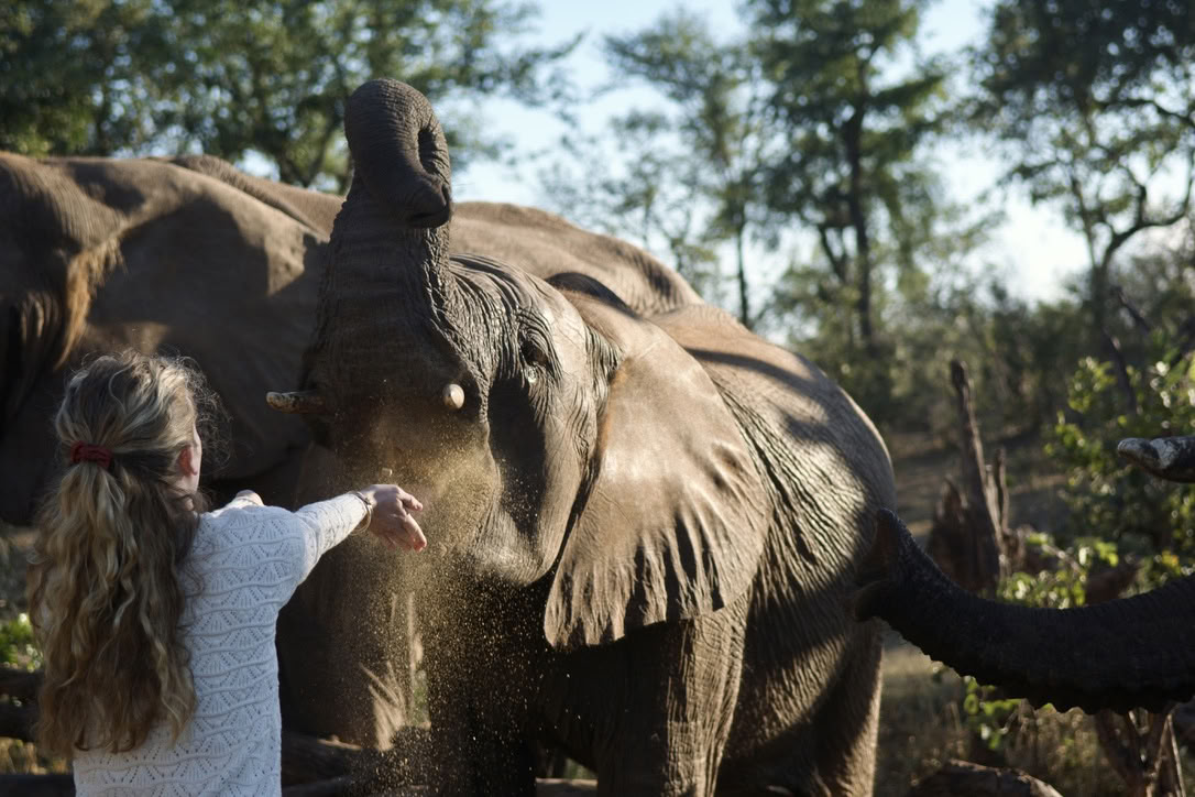 Yoga Avec Les Éléphants