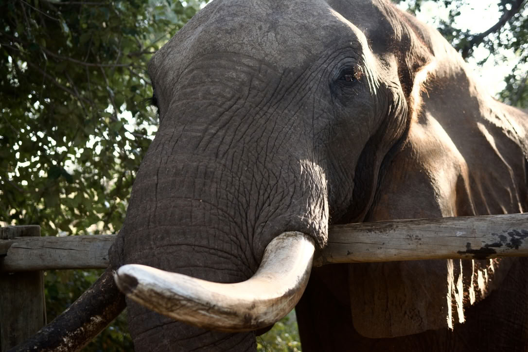 Yoga Avec Les Éléphants