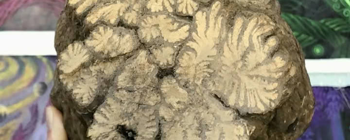 Retraite de Renouvellement Ayahuasca Septembre 2026 (8 jours)