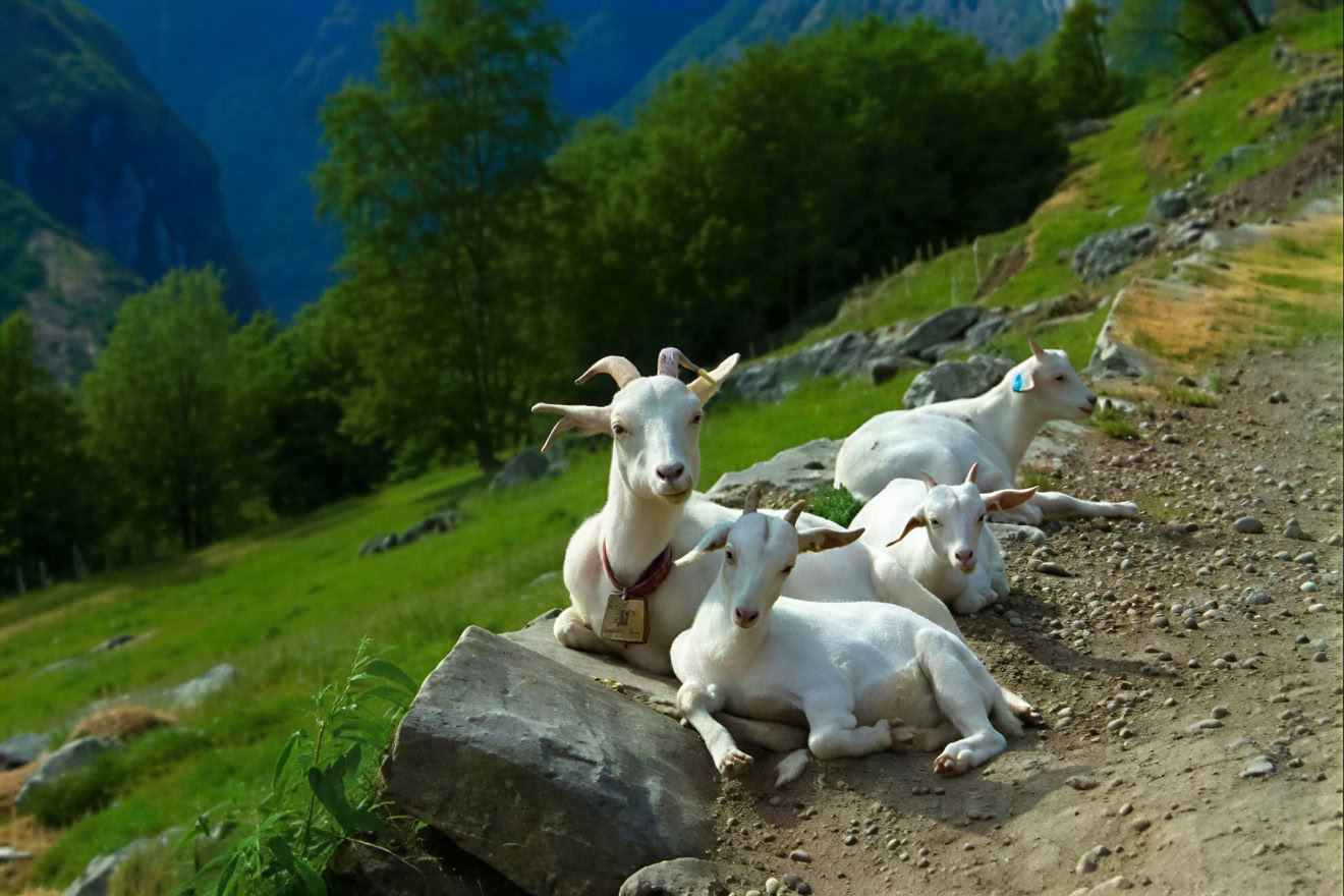 Retraite de yoga en Norvège