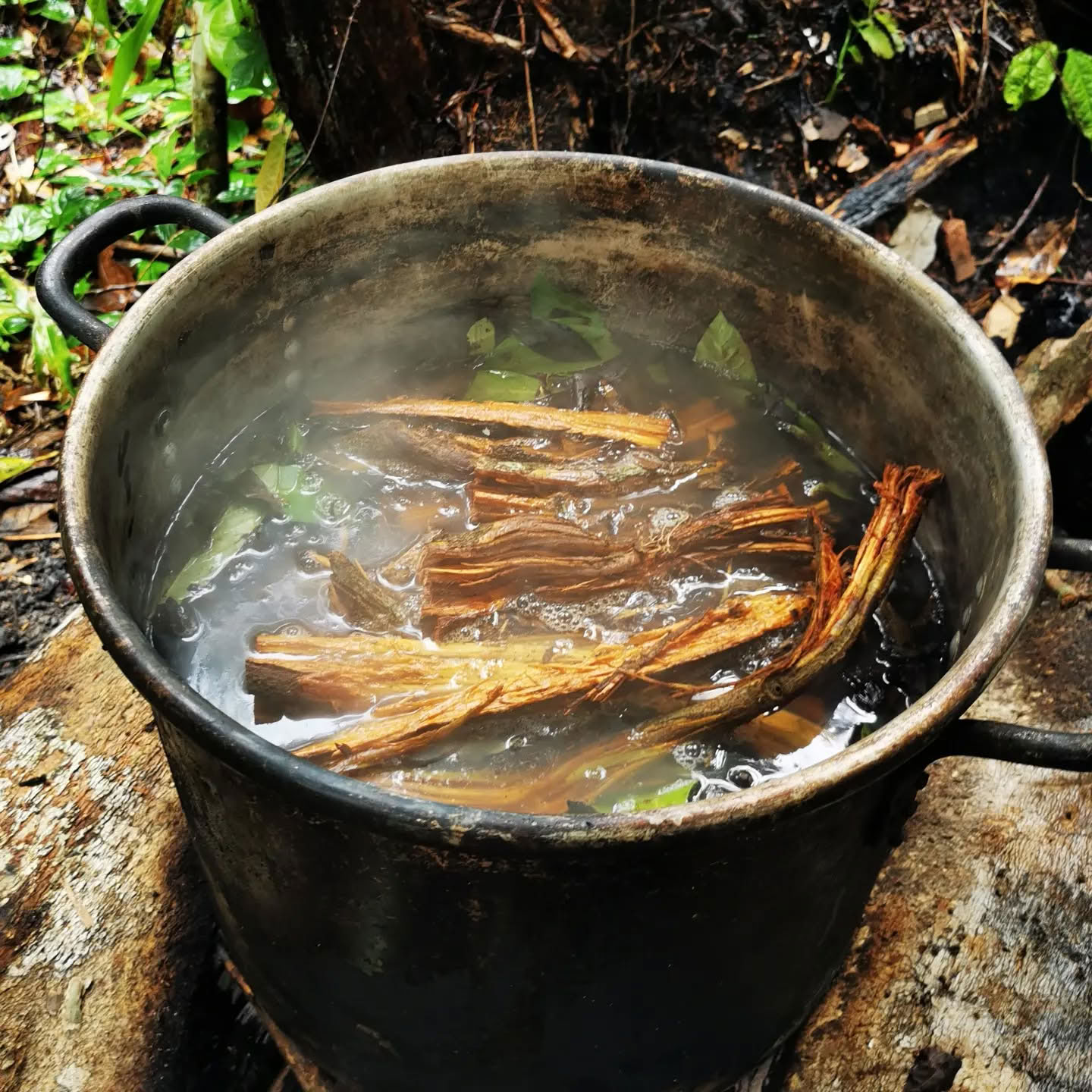 Retraite Ayahuasca de 7 jours