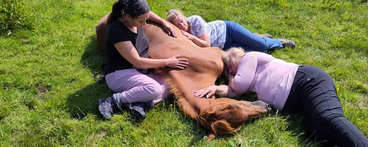 Méditez avec les chevaux