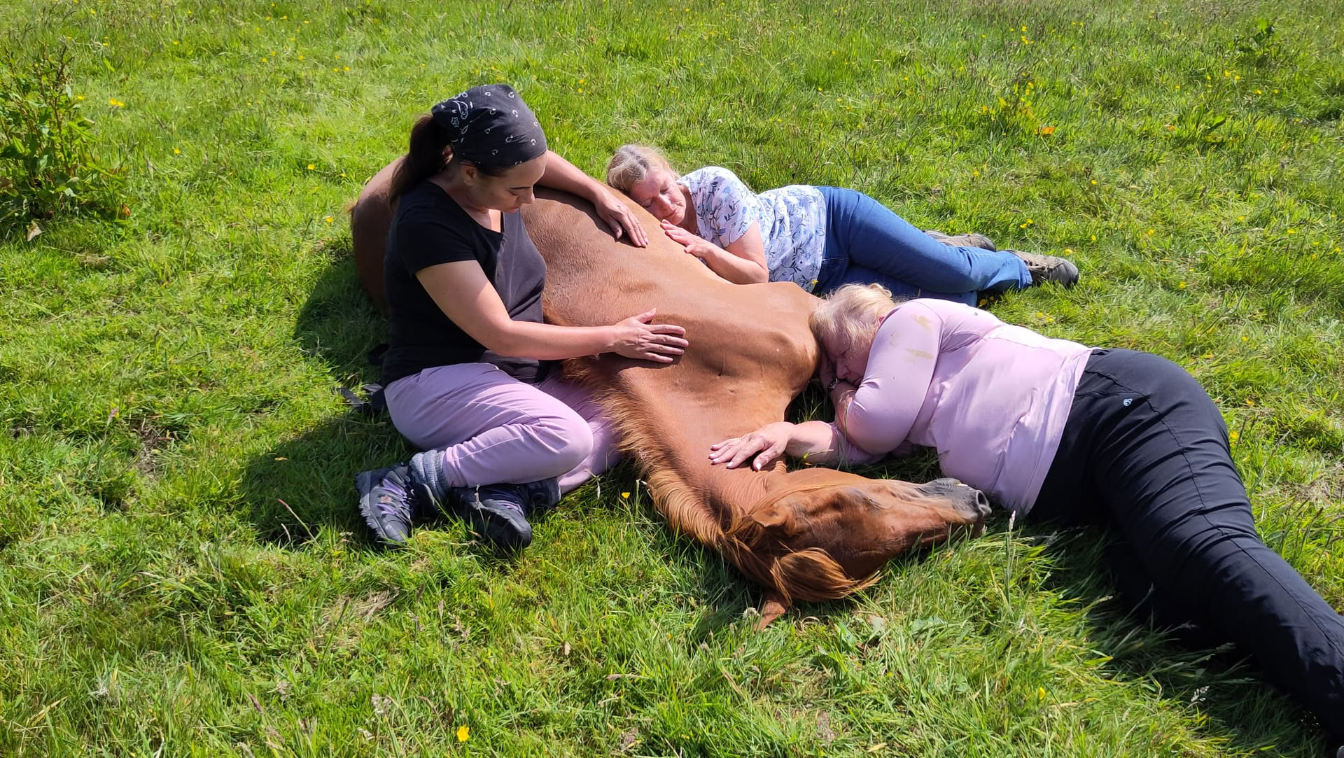 Silent Healing With Horses – 27 sept. - 2 oct.