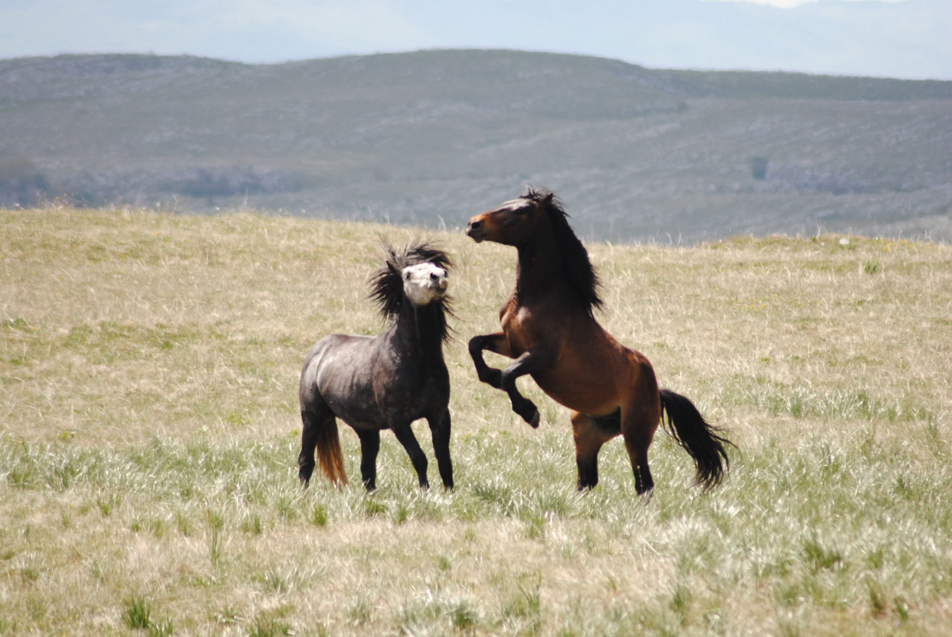 Guérison à cheval | Bosnie 18 - 23 octobre