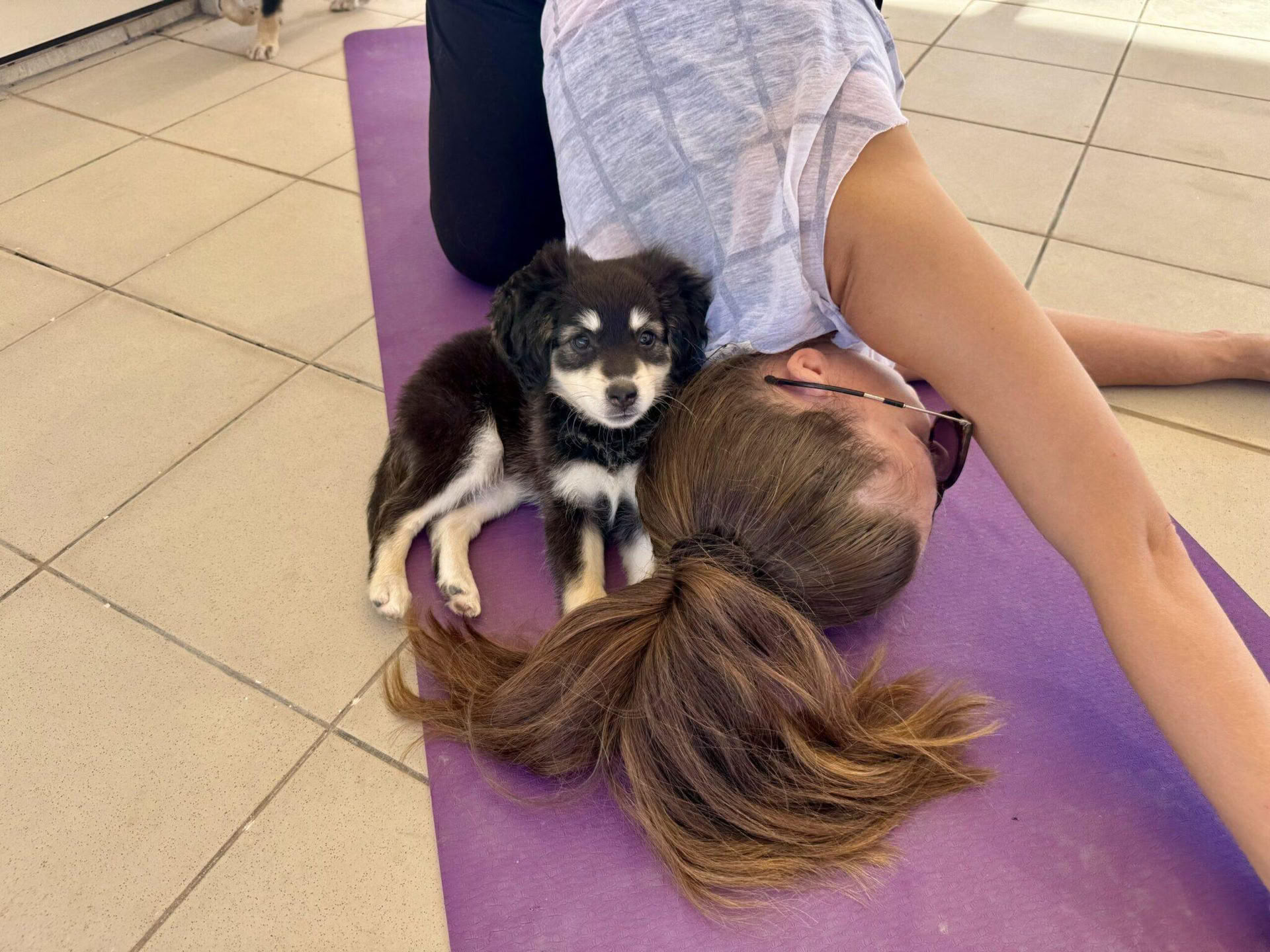 Cours de yoga avec chiots