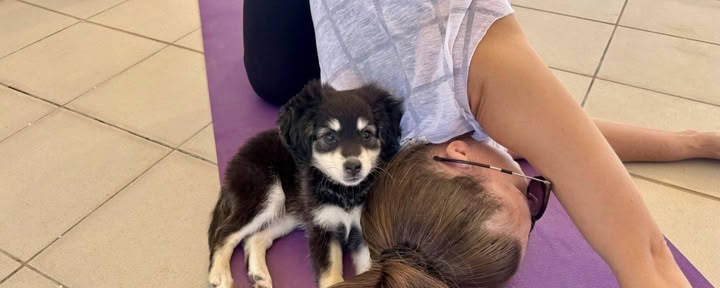 Cours de yoga avec chiots