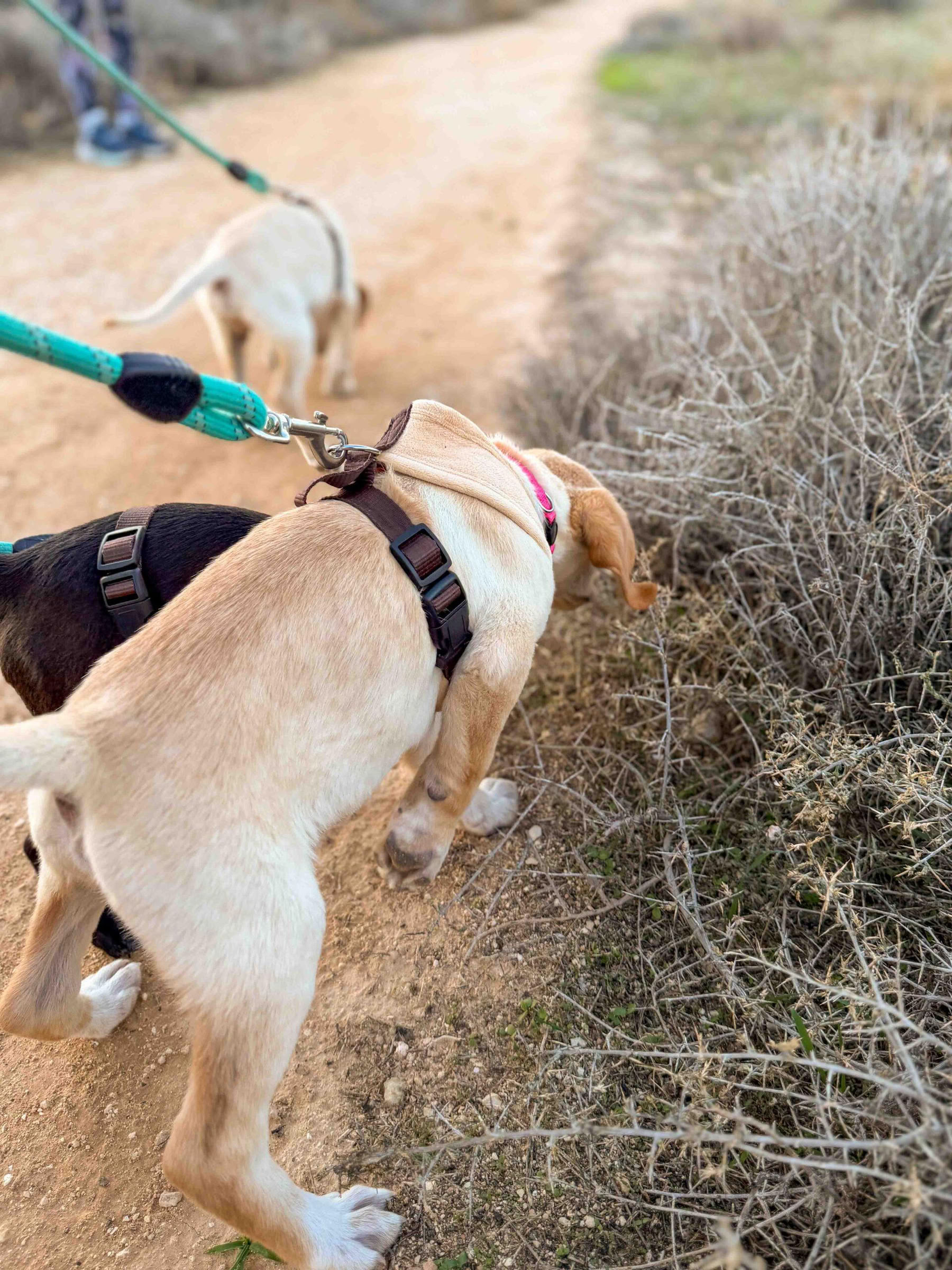 Promenade sur la plage avec des chiots
