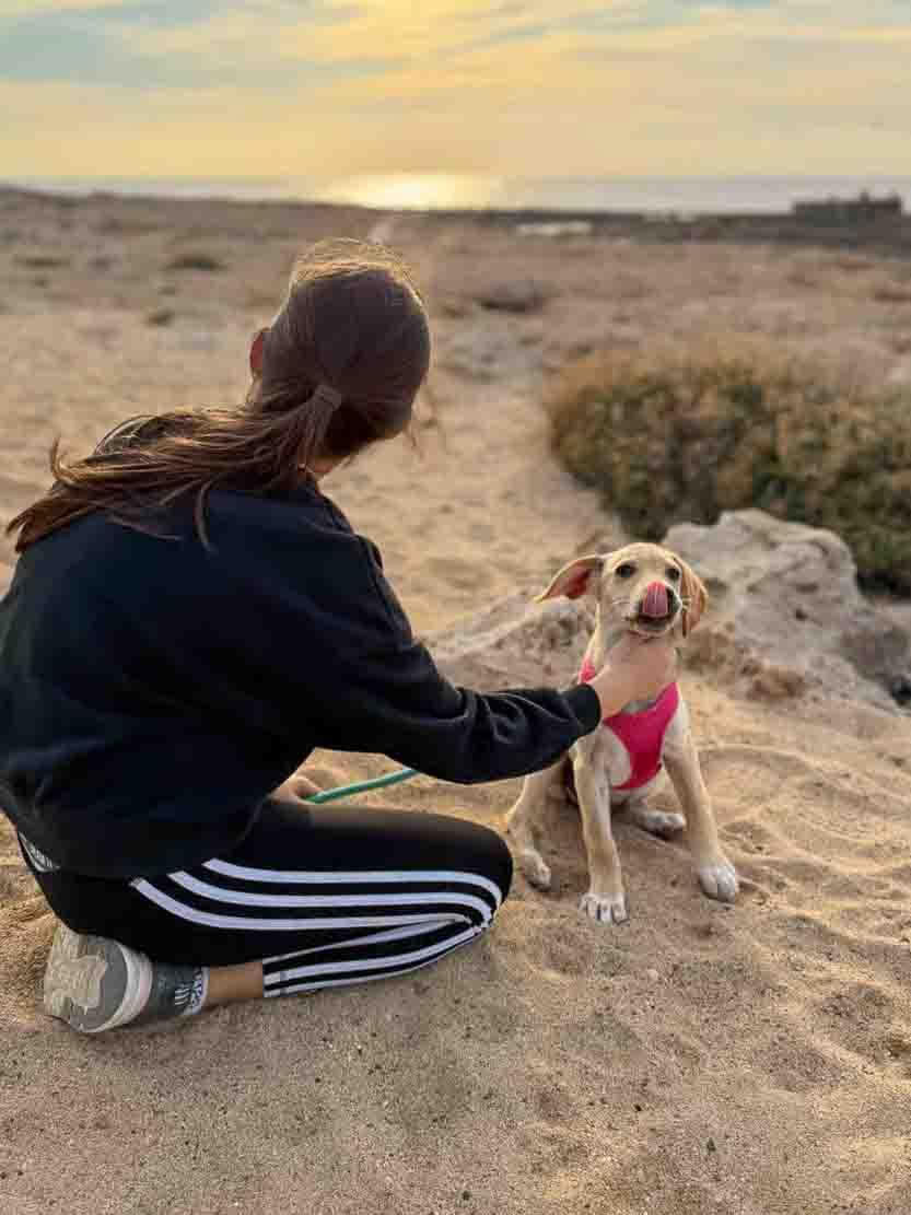 Promenade sur la plage avec des chiots