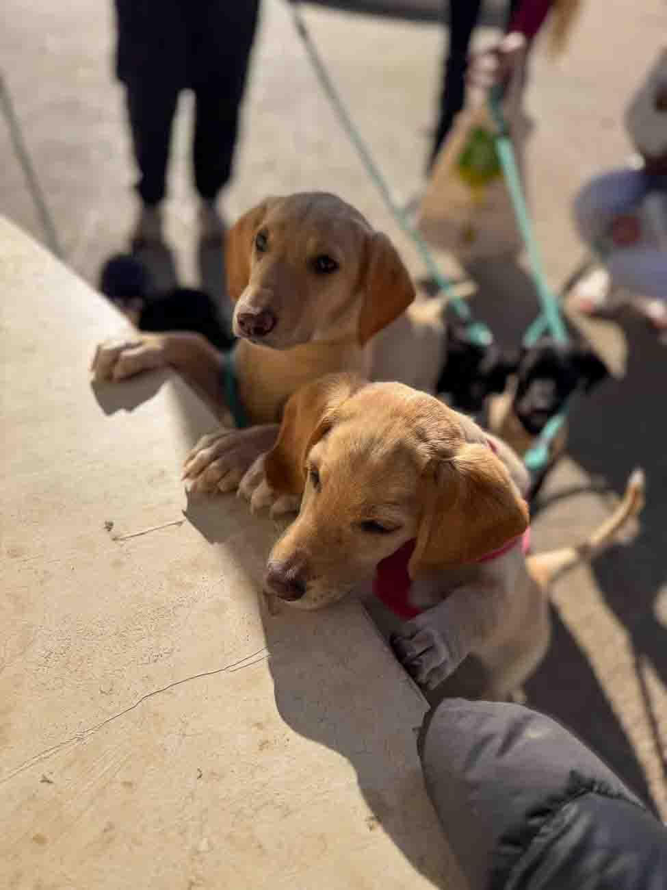 Promenade sur la plage avec des chiots