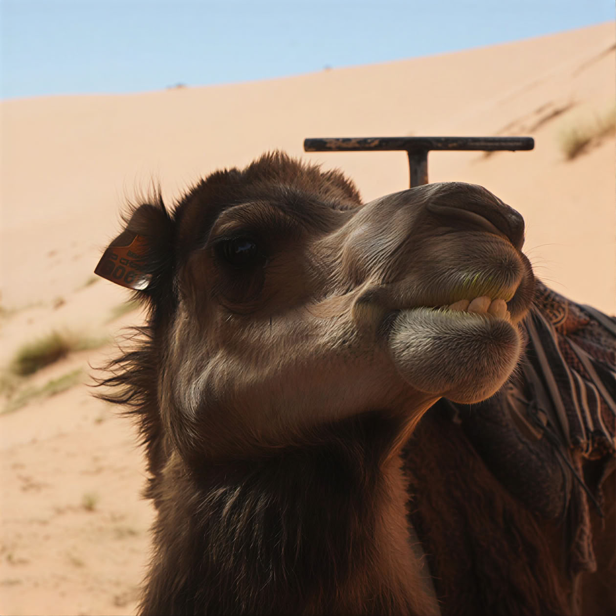 Retraite de yoga et de culture de 9 jours dans le nord du Maroc – De Casablanca à Chefchaouen et Tanger – 25 juil. - 2 août
