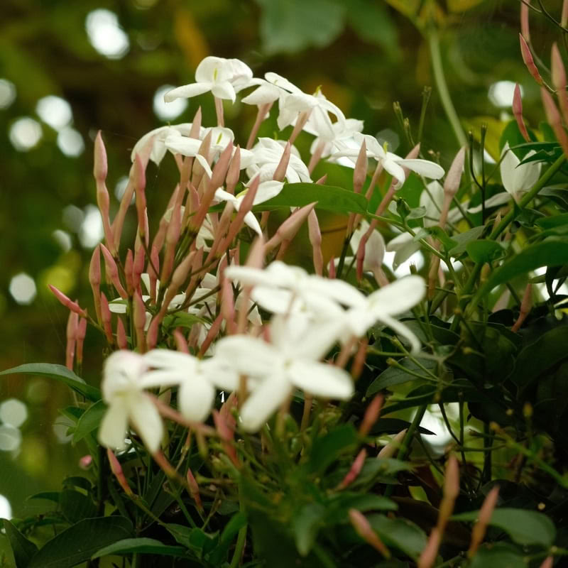 Retraite d'Ayahuasca de 9 jours