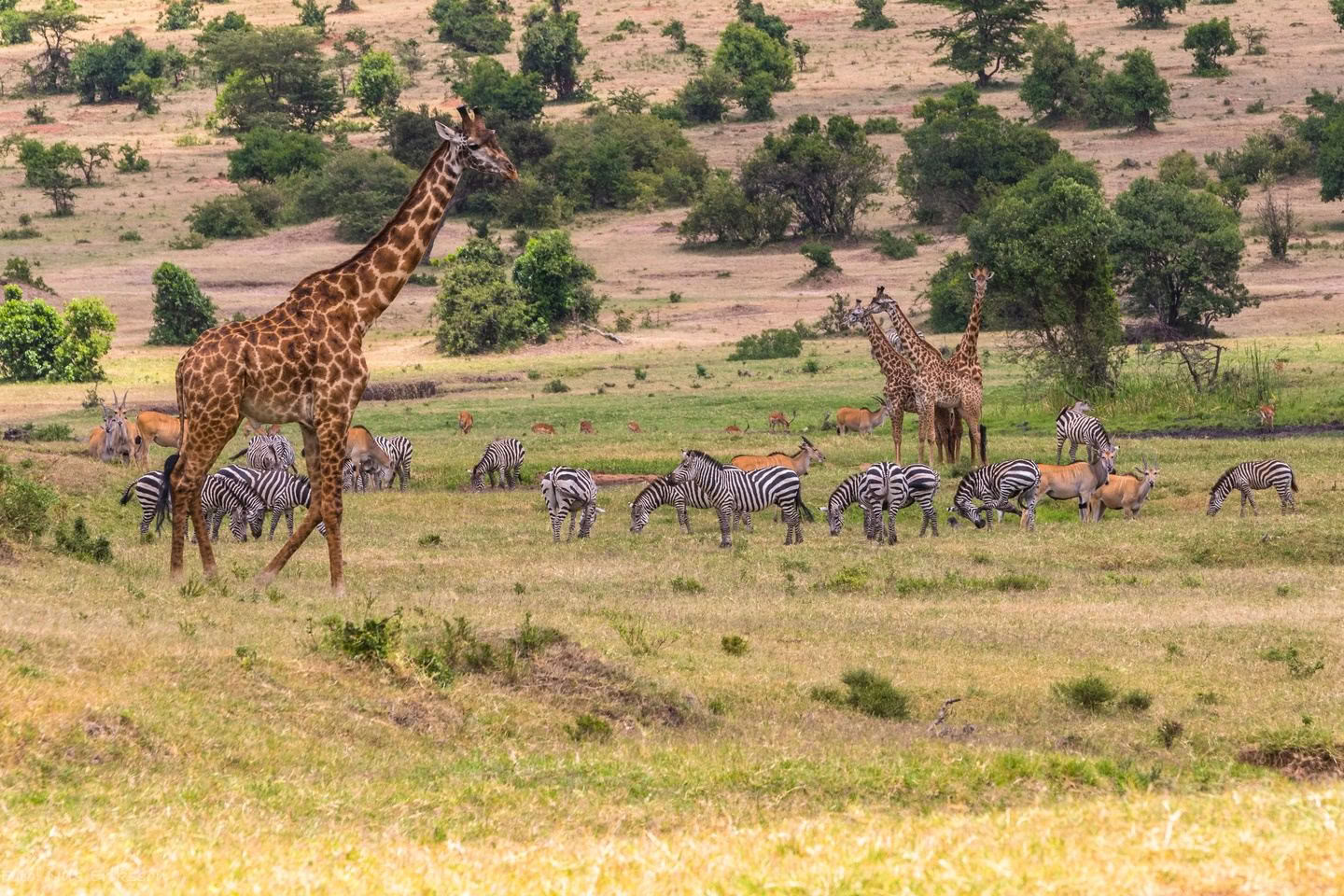 Safari familial de Sophie Jaffe au Kenya