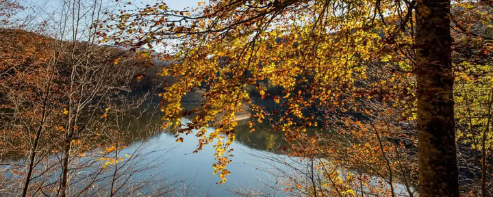 Bain de forêt (Shinrin Yoku) et retraite de yoga
