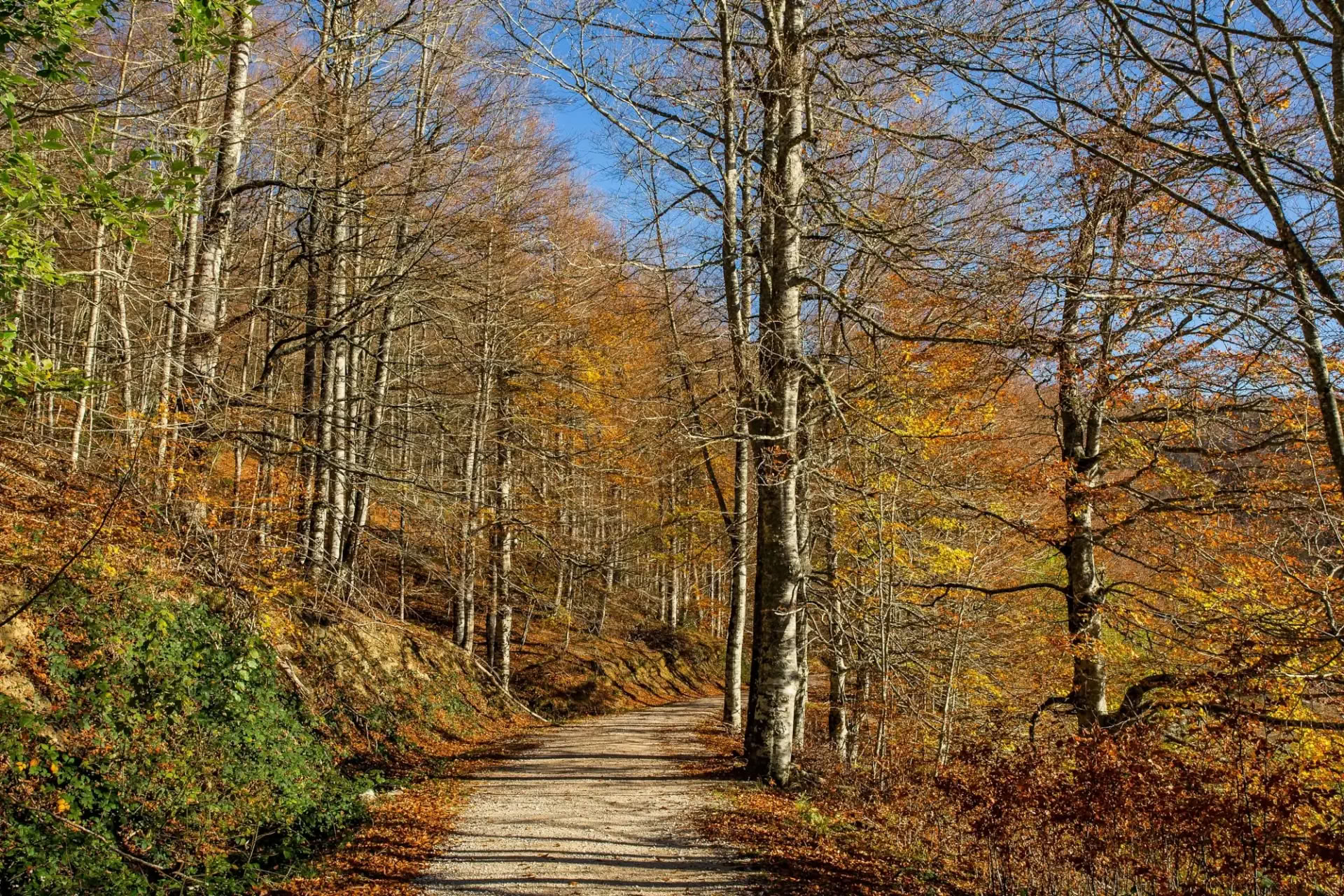 Retraite de yoga d’octobre : l’expérience de la forêt dorée