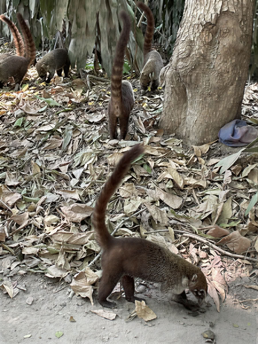 Retraite d'aventure en pleine nature - Costa Rica