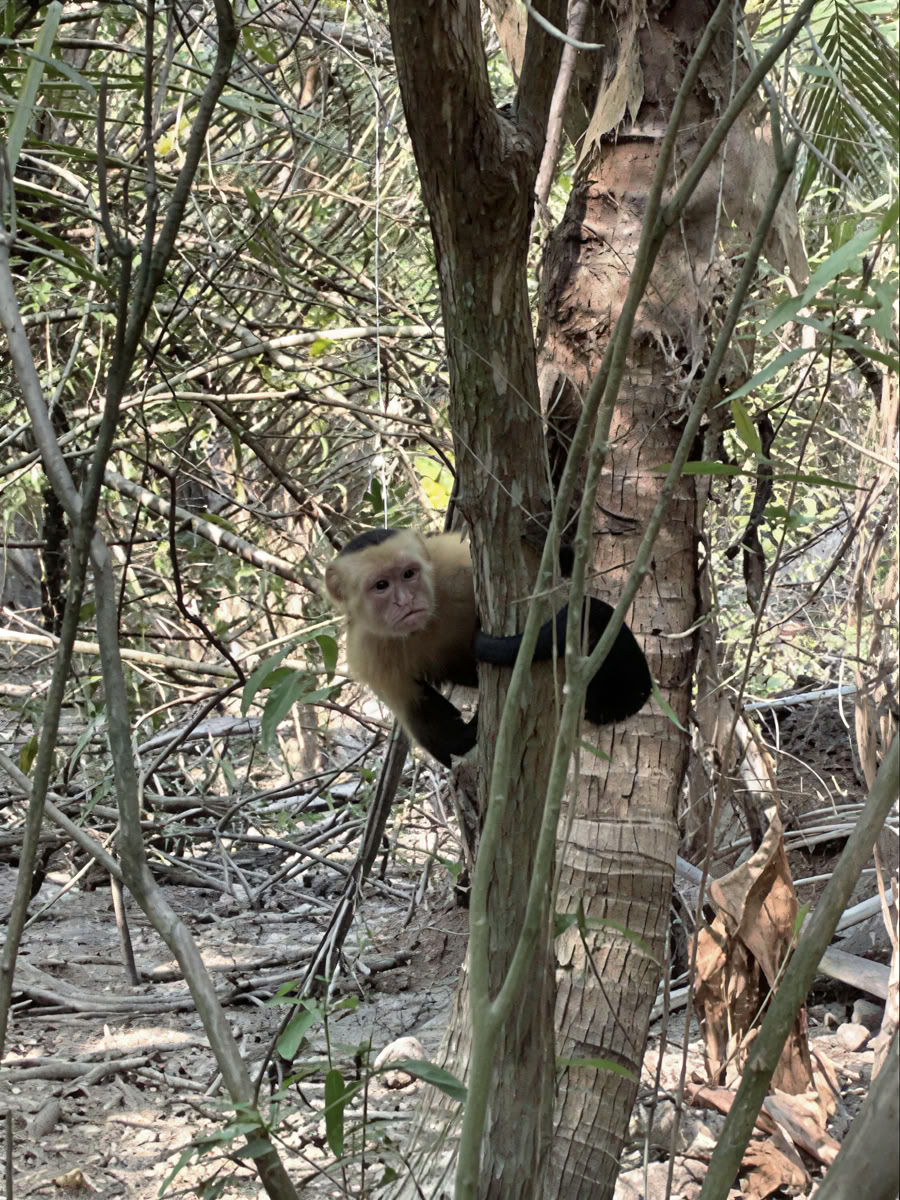 Retraite d'aventure en pleine nature - Costa Rica