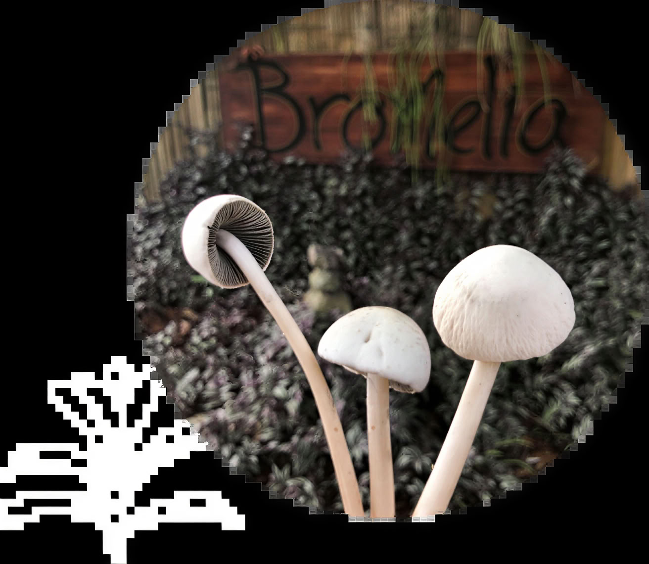 Cérémonies aux champignons à la psilocybine
