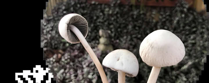 Cérémonies aux champignons à la psilocybine