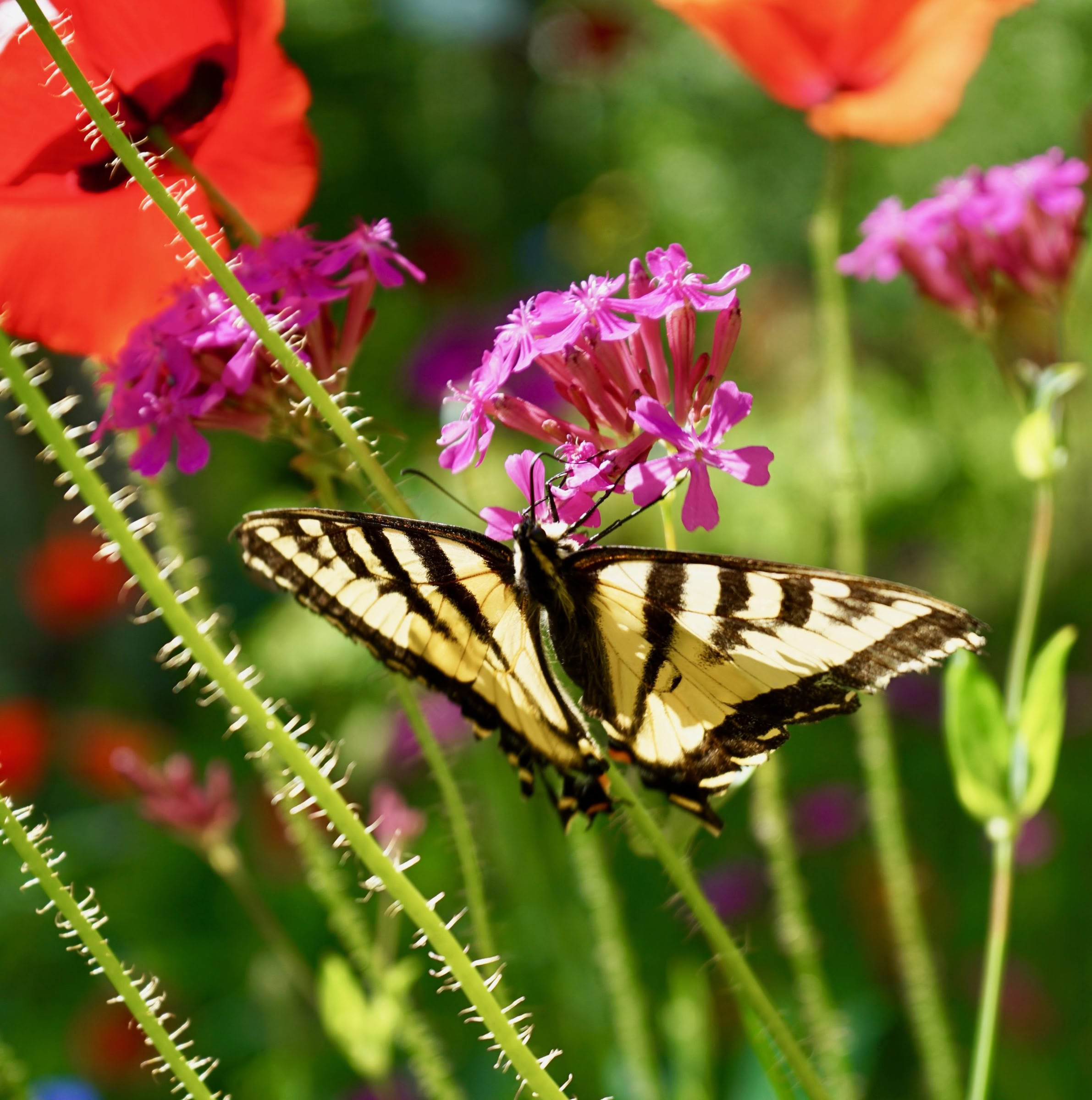 Retraite de yoga et de nature avec Jacqui Fownes