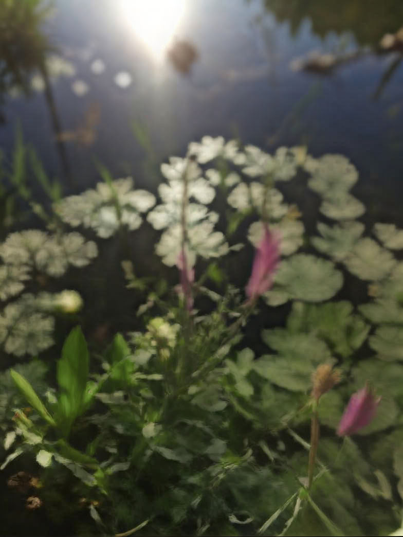Retraite immersive de 7 jours de guérison ayurvédique et de yoga en pleine nature