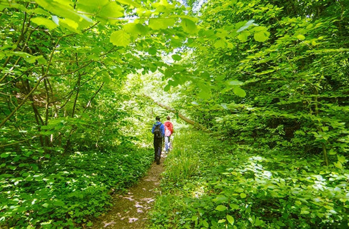 Guérir la racine