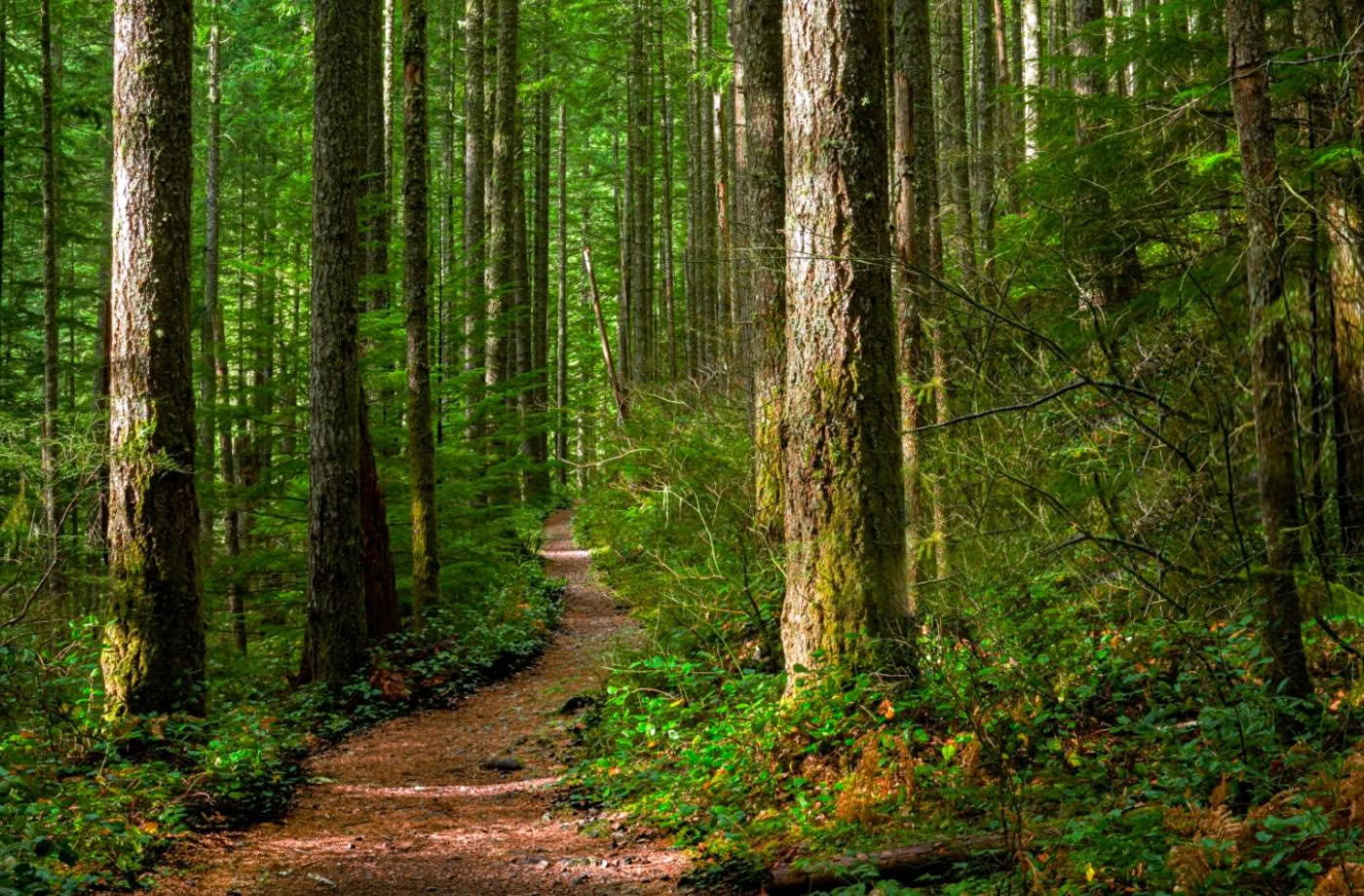 Certification d’accompagnateur en pleine conscience en plein air, niveau 1, communauté forestière