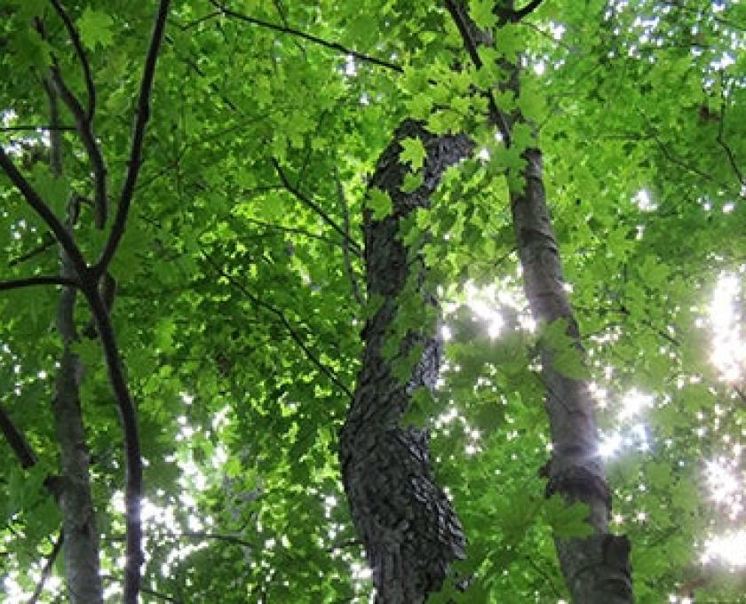 Certification d’accompagnateur en pleine conscience en plein air, niveau 1, communauté forestière