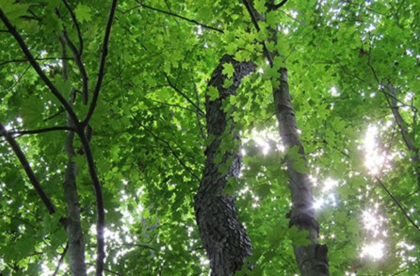 Certification de guide en plein air en pleine conscience, niveau 2 : s’aligner avec la nature