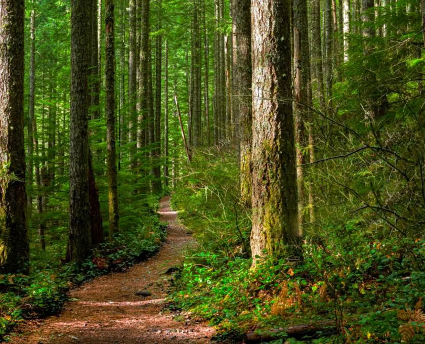Certification de guide en plein air en pleine conscience, niveau 2 : s’aligner avec la nature