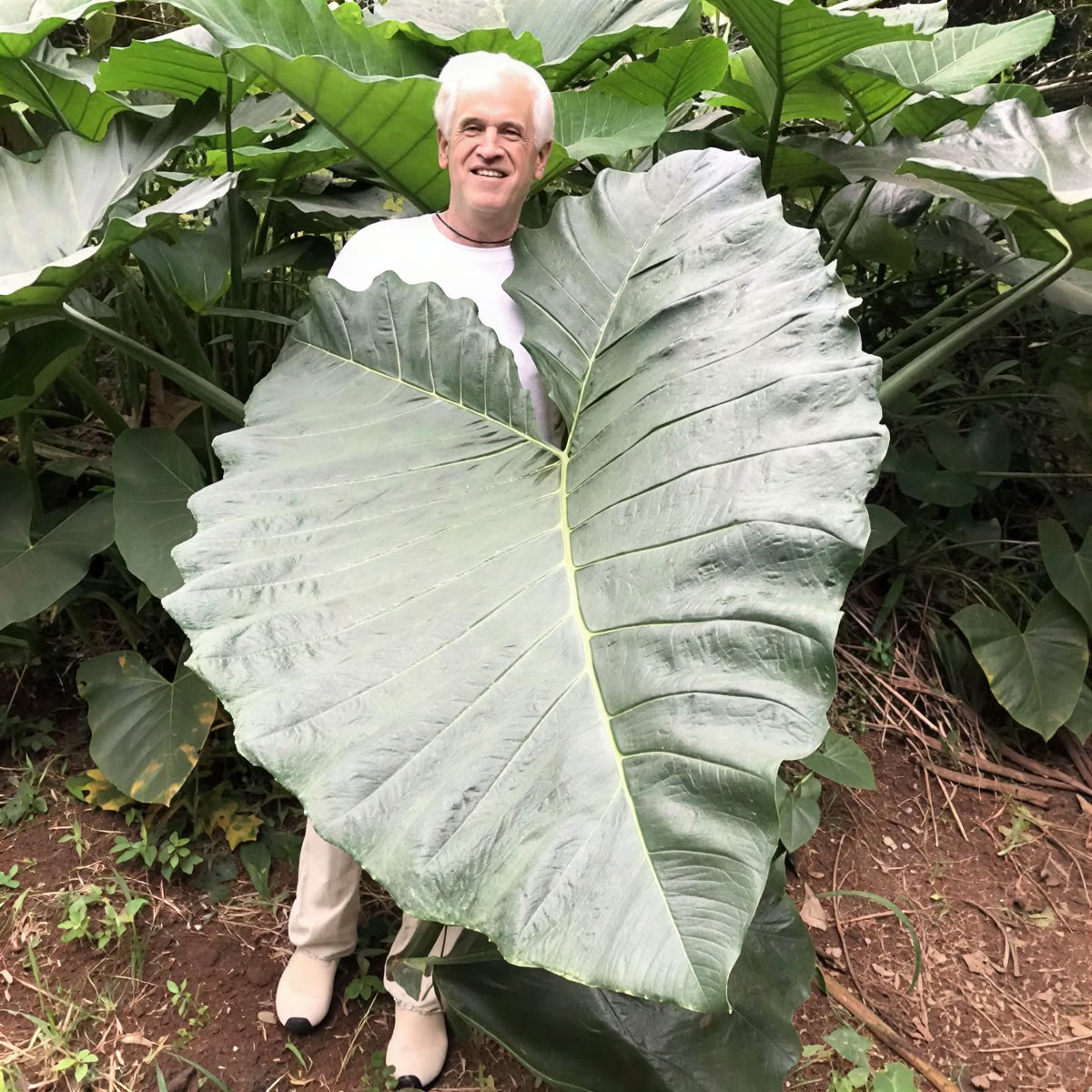 Visite sacrée de la pépinière du jardin