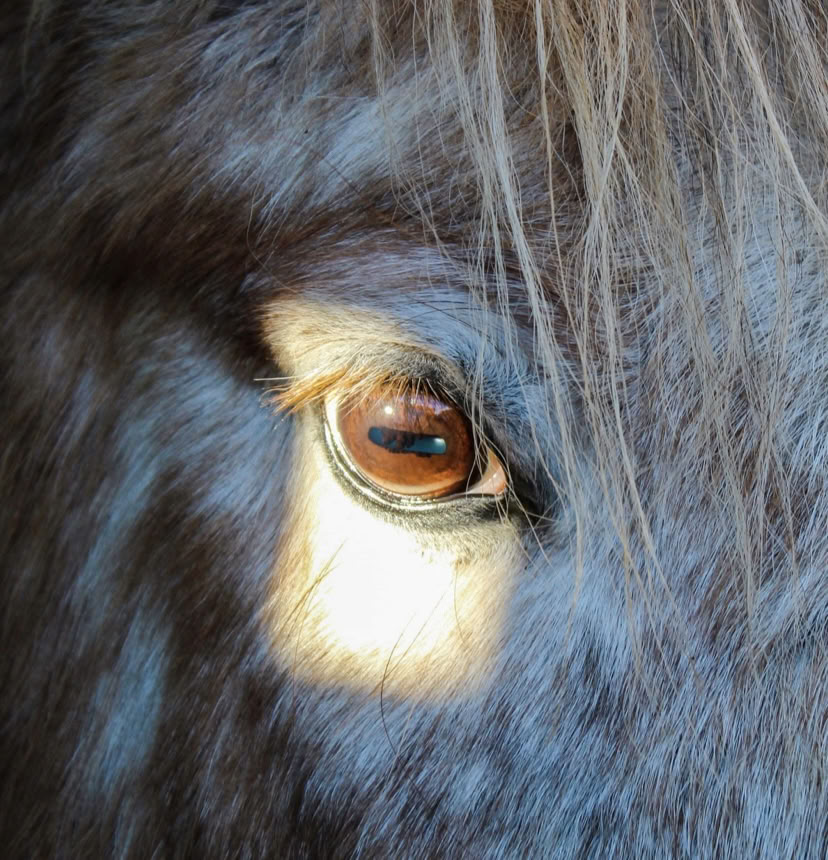 Coaching thérapeutique assisté par les chevaux