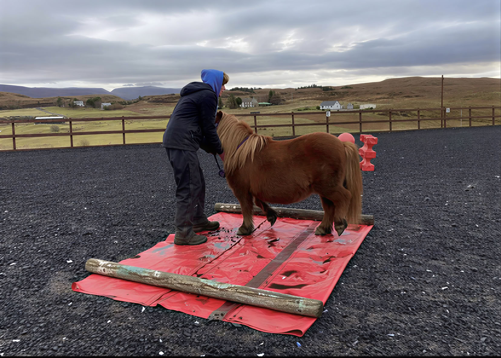 Coaching thérapeutique assisté par les chevaux