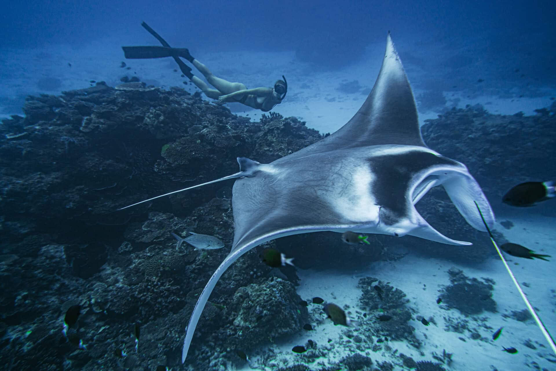Plongée en apnée à Lady Elliot Island et invitation sur invitation uniquement