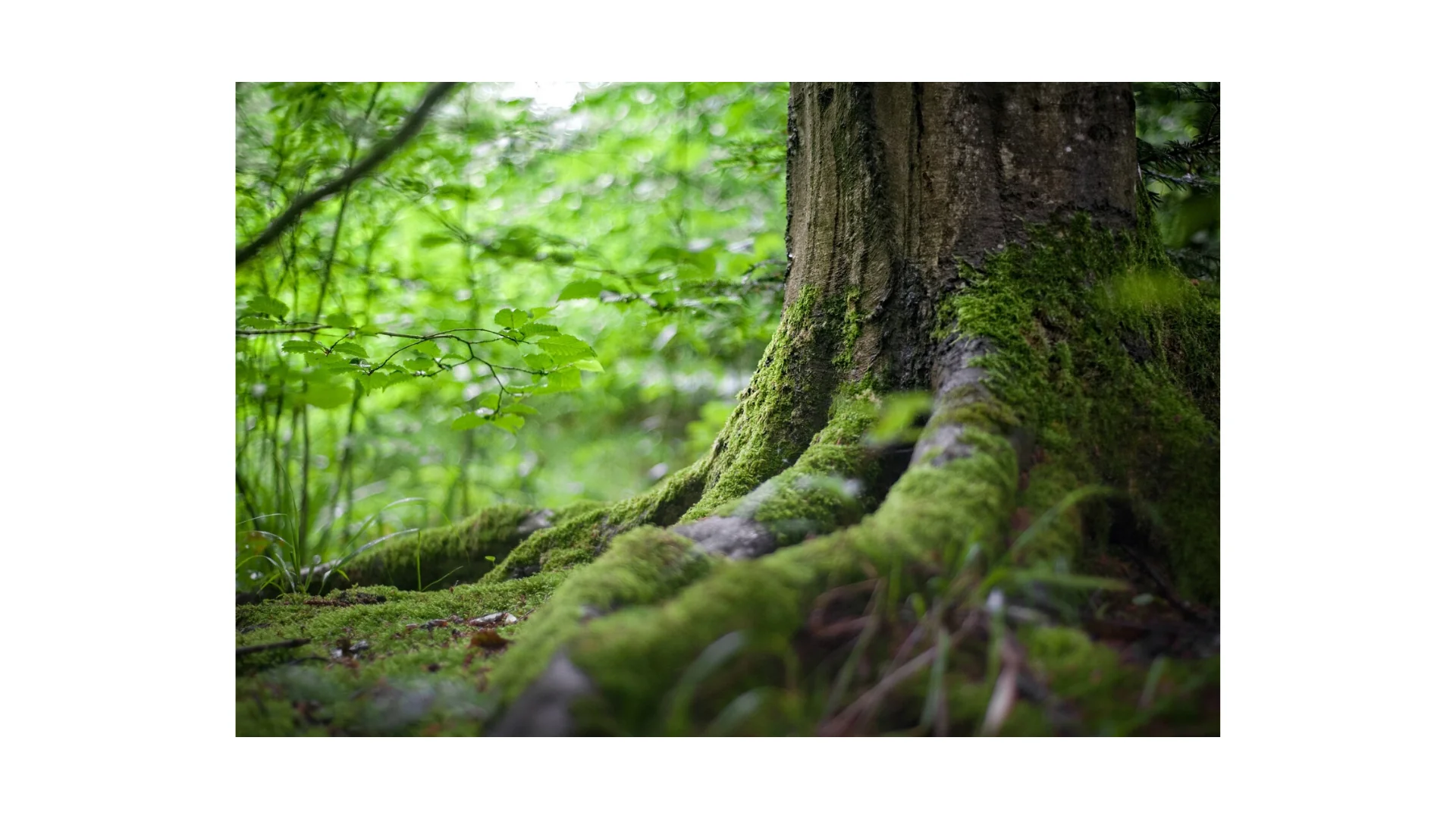 Expérience de pleine conscience en forêt 🌳