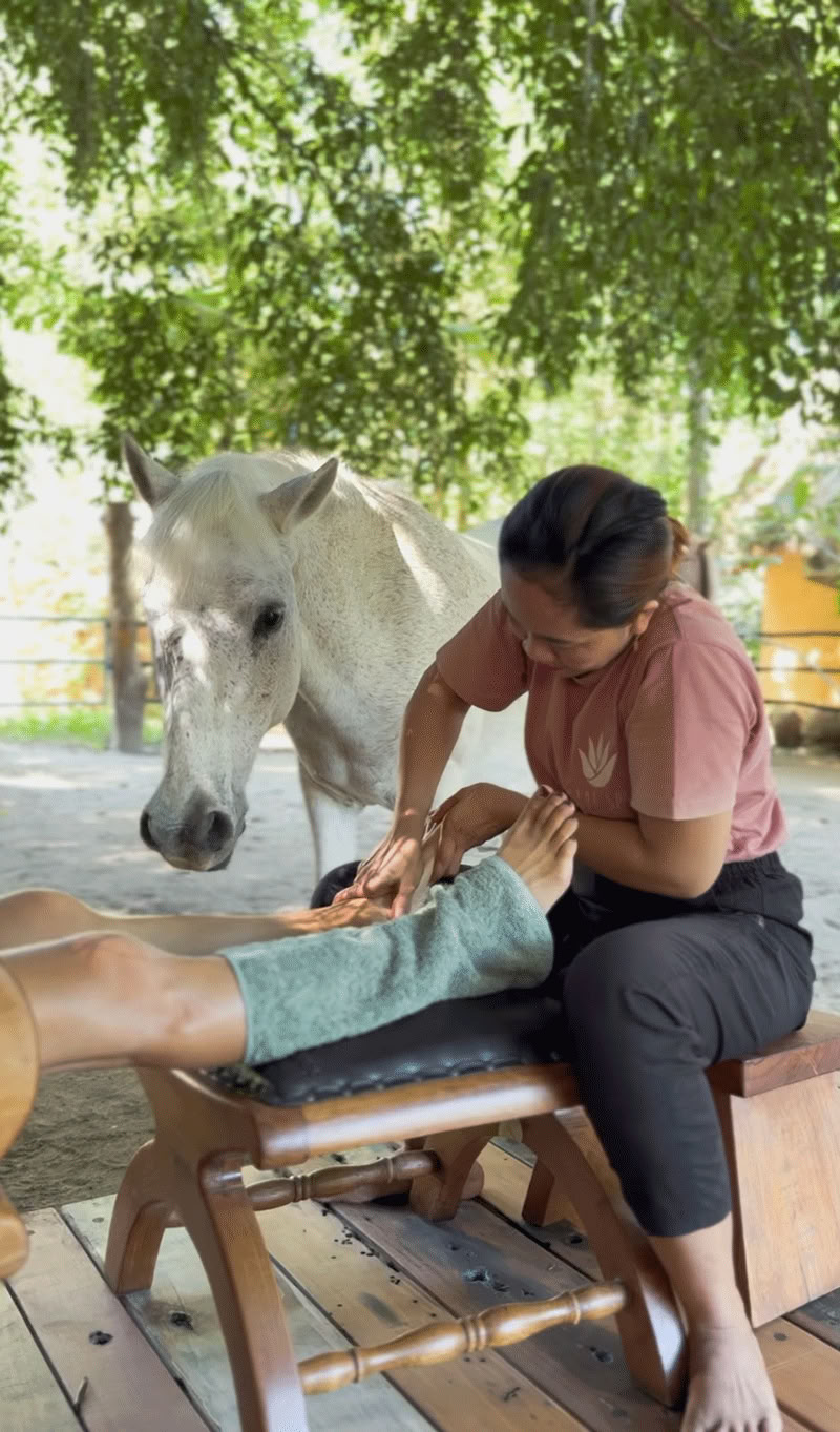 Expérience de relaxation avec les chevaux