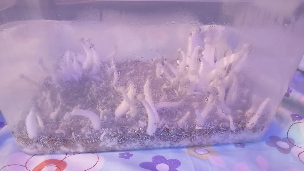 Champignons & Champignons