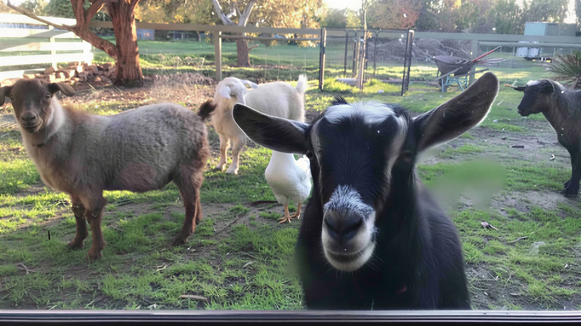 Séjour à la ferme le temps d’un week-end — Petite ferme du calme