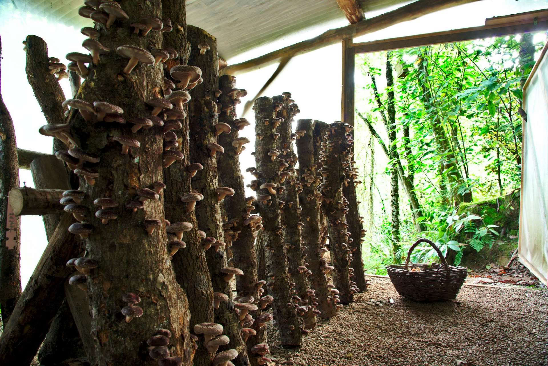 Visite de la forêt nature Fungi le 23 août