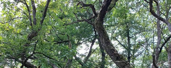 Quête de vision solo Terre de 24 heures en forêt – du 11 au 13 septembre 2026