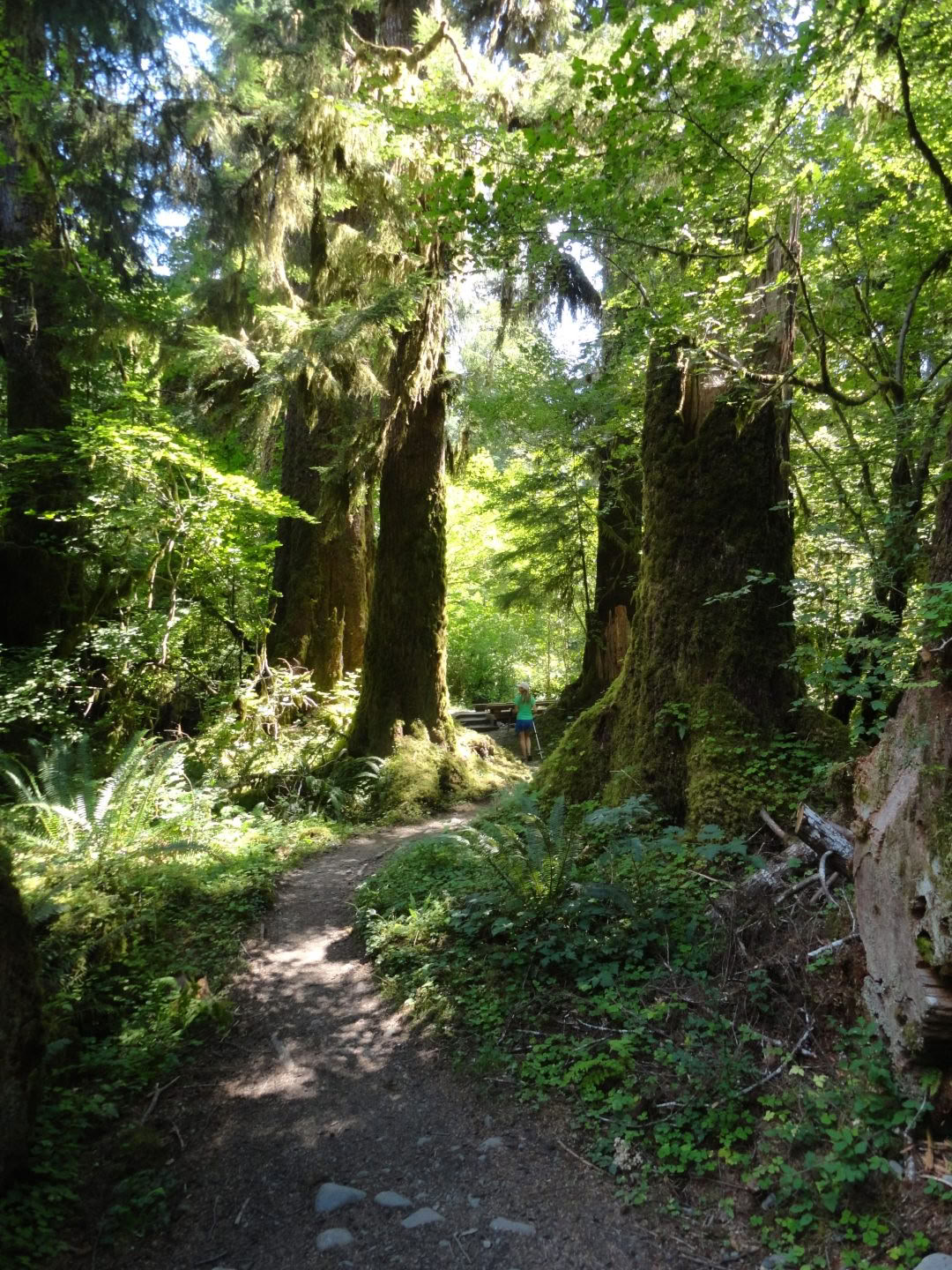 Randonnée sur le sentier des Cascades Old Sauk