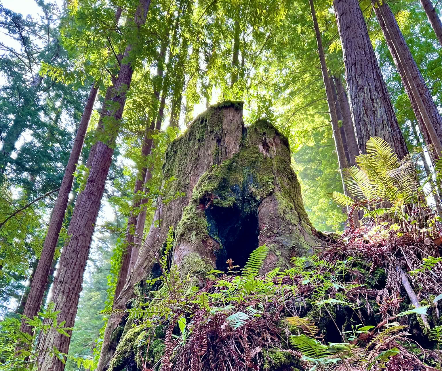 Bain de forêt