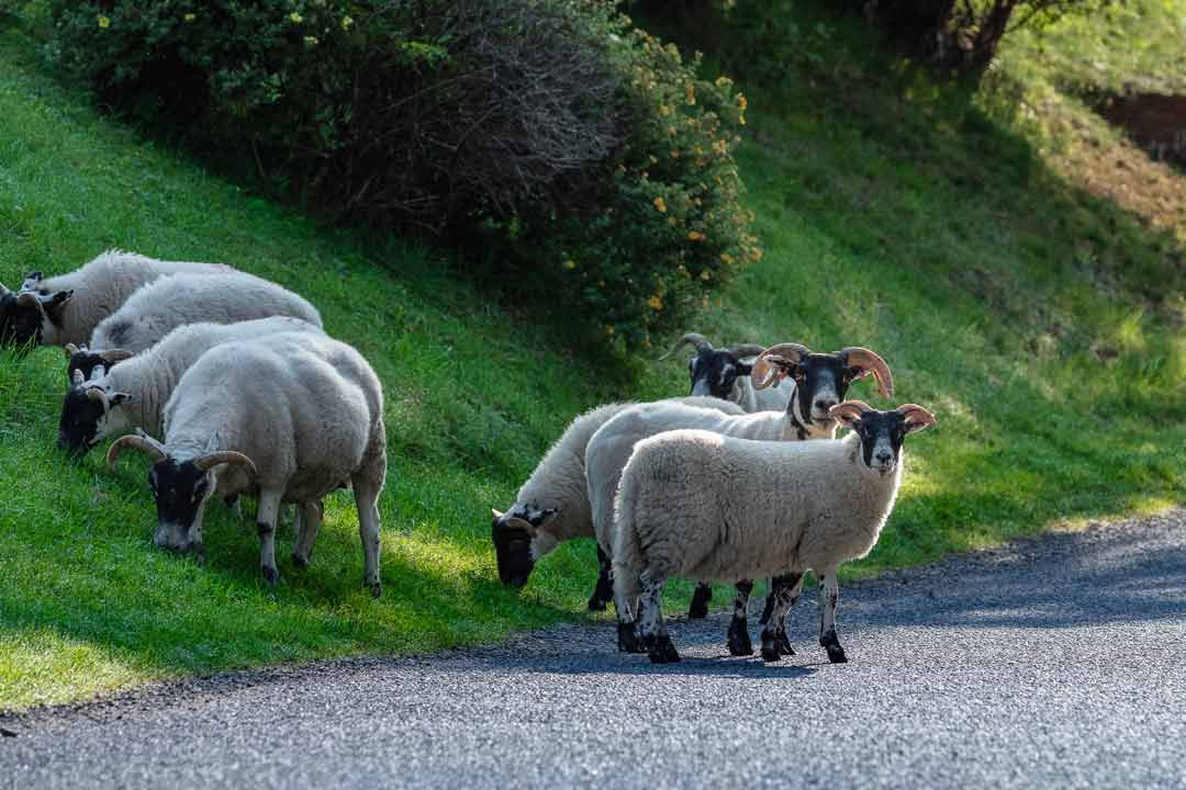Retraite de yoga de 3 jours en Écosse – 28 – 31 août
