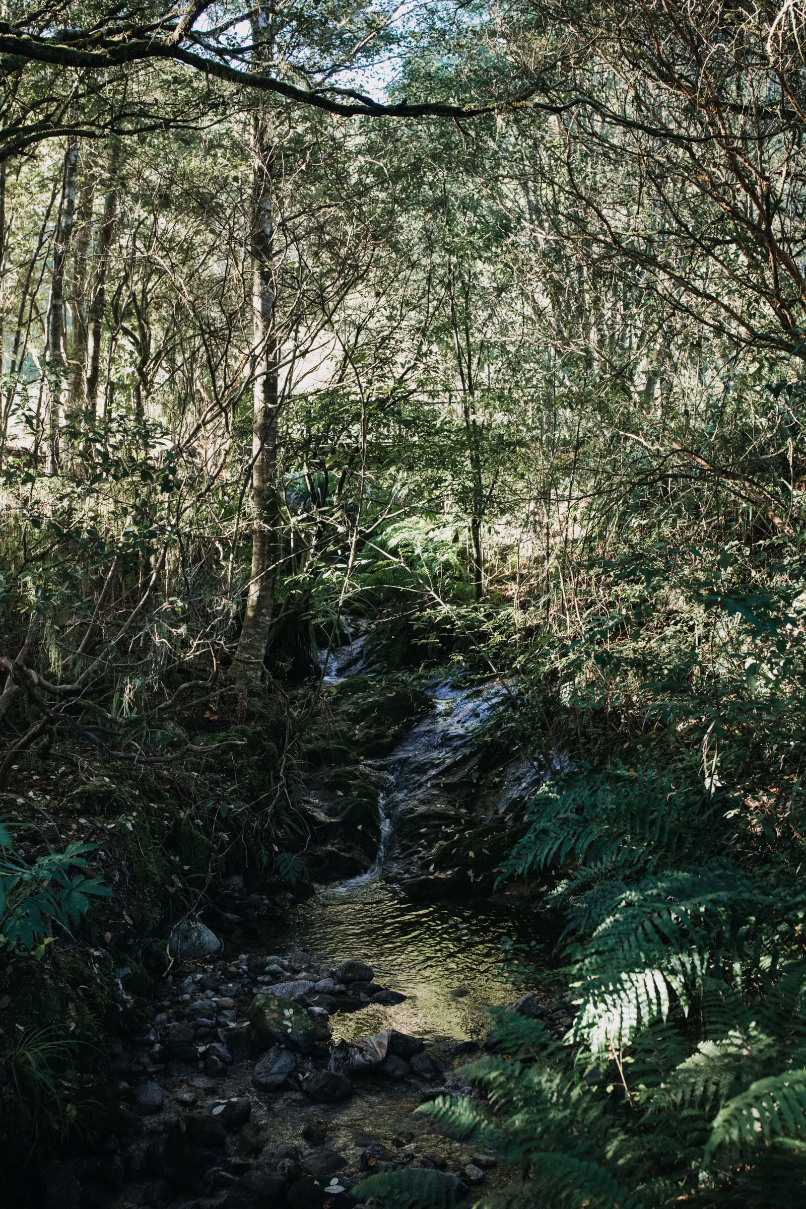 Retraite Nature et Yoga – Île du Sud, Nouvelle-Zélande avec Joan Hyman