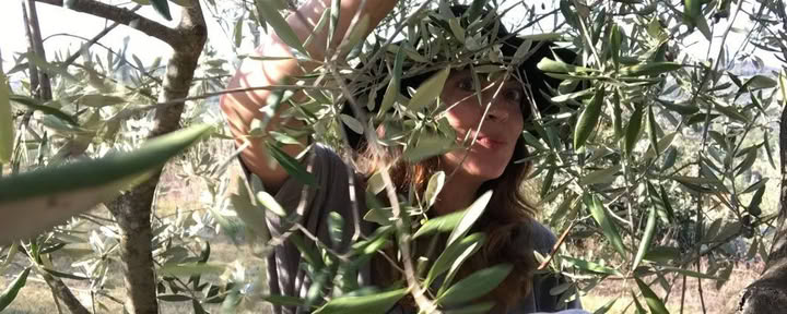 Retraite de la récolte des olives en Toscane | Séjour à la ferme et expérience gastronomique — Séjour à la ferme Maraviglia en Toscane