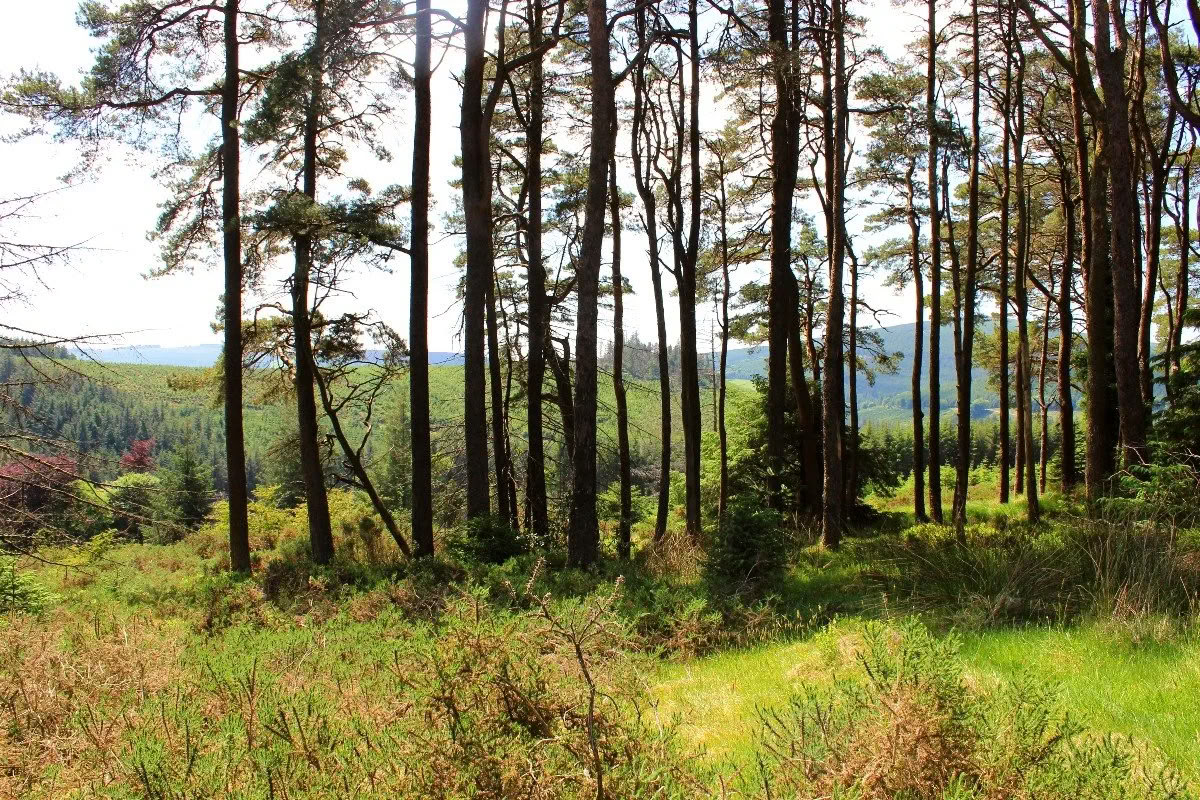 Retour à Mucklagh - Samhain — Mucklagh Lodge