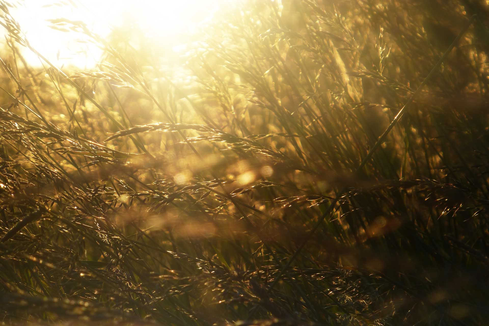 Retraite culinaire et yoga du solstice d’été sous un éclat de soleil