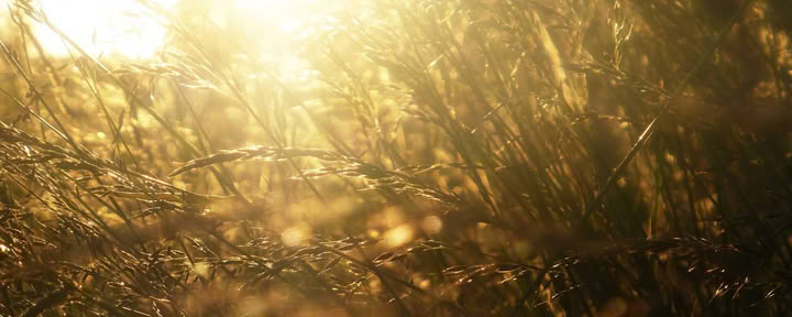 Retraite culinaire et yoga du solstice d’été sous un éclat de soleil