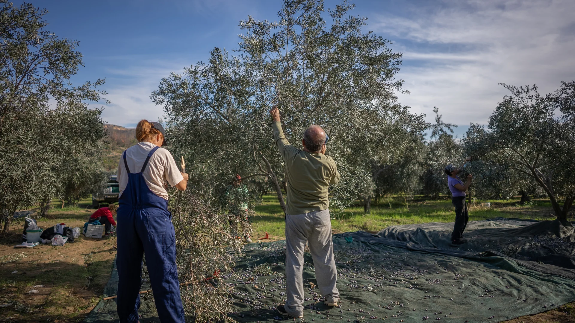 Une récolte d’olives en pleine conscience